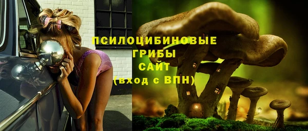 крисы Корсаков